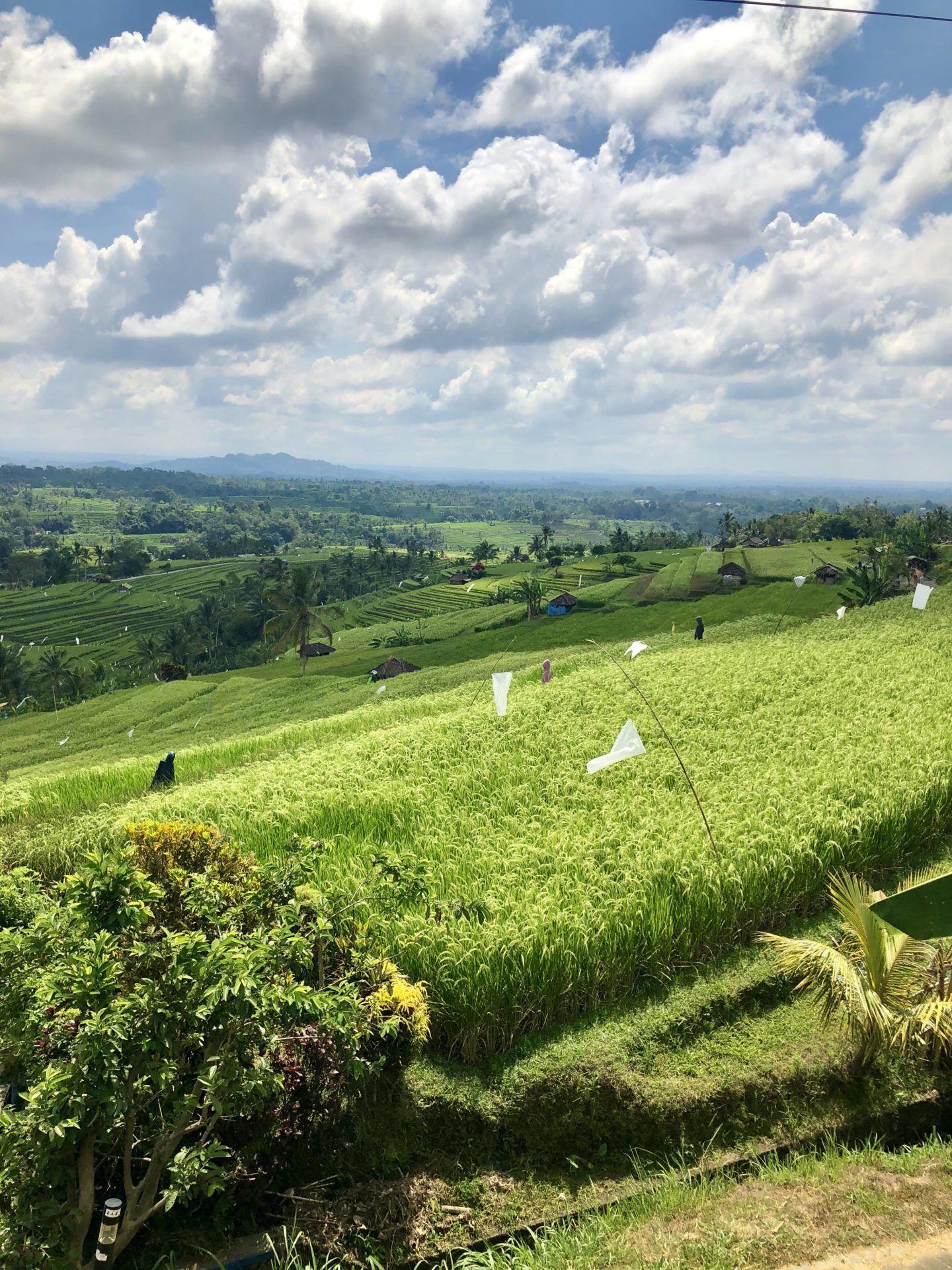 Aussicht auf die Reisfelder