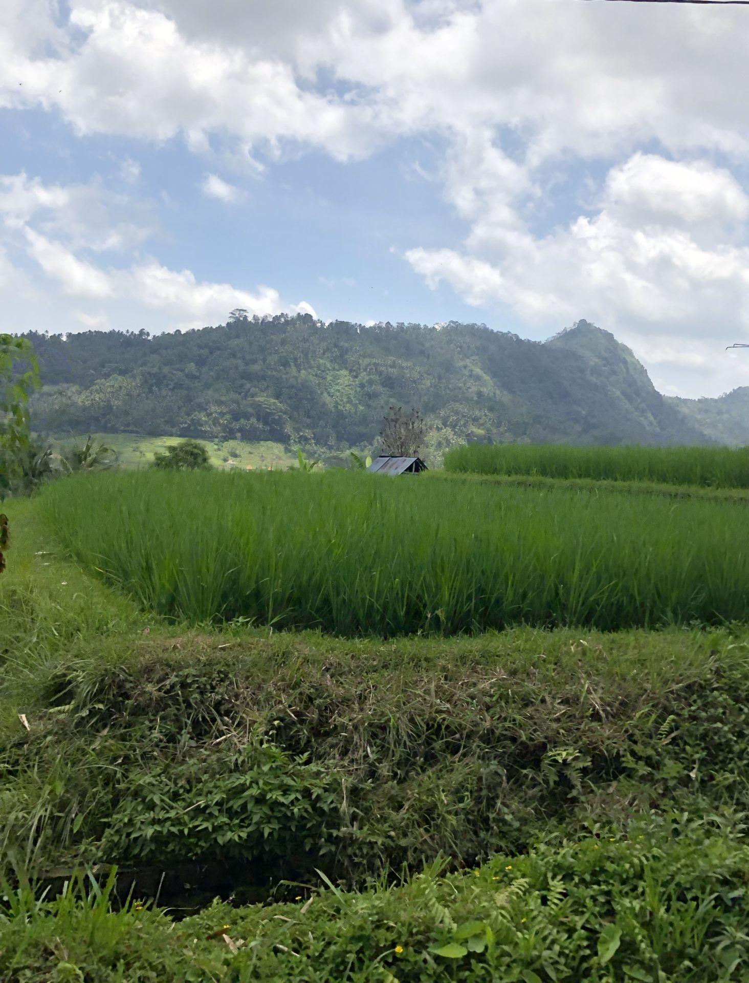 Aussicht auf die Reisfelder